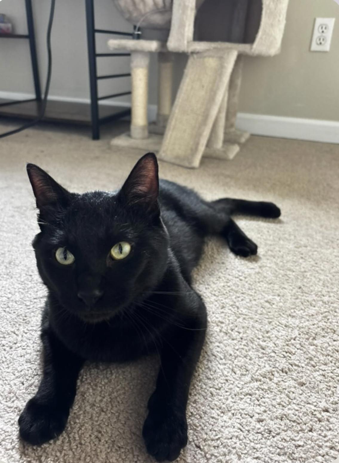 Kovu, Adopted, Young Male Domestic Short Hair.