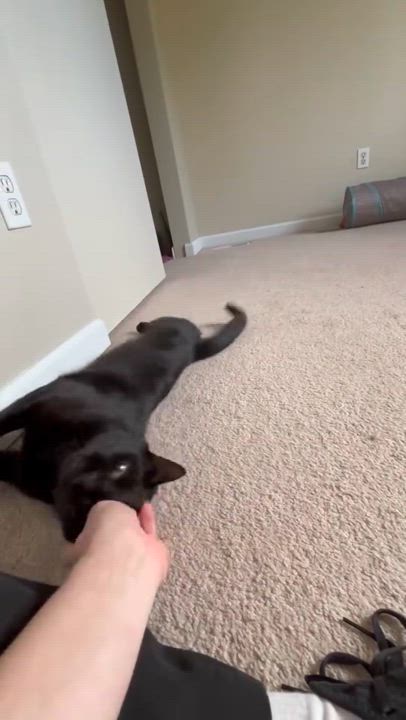 Enlarge Kovu, a Adopted Domestic Short Hair in Seattle, WA video 2/2