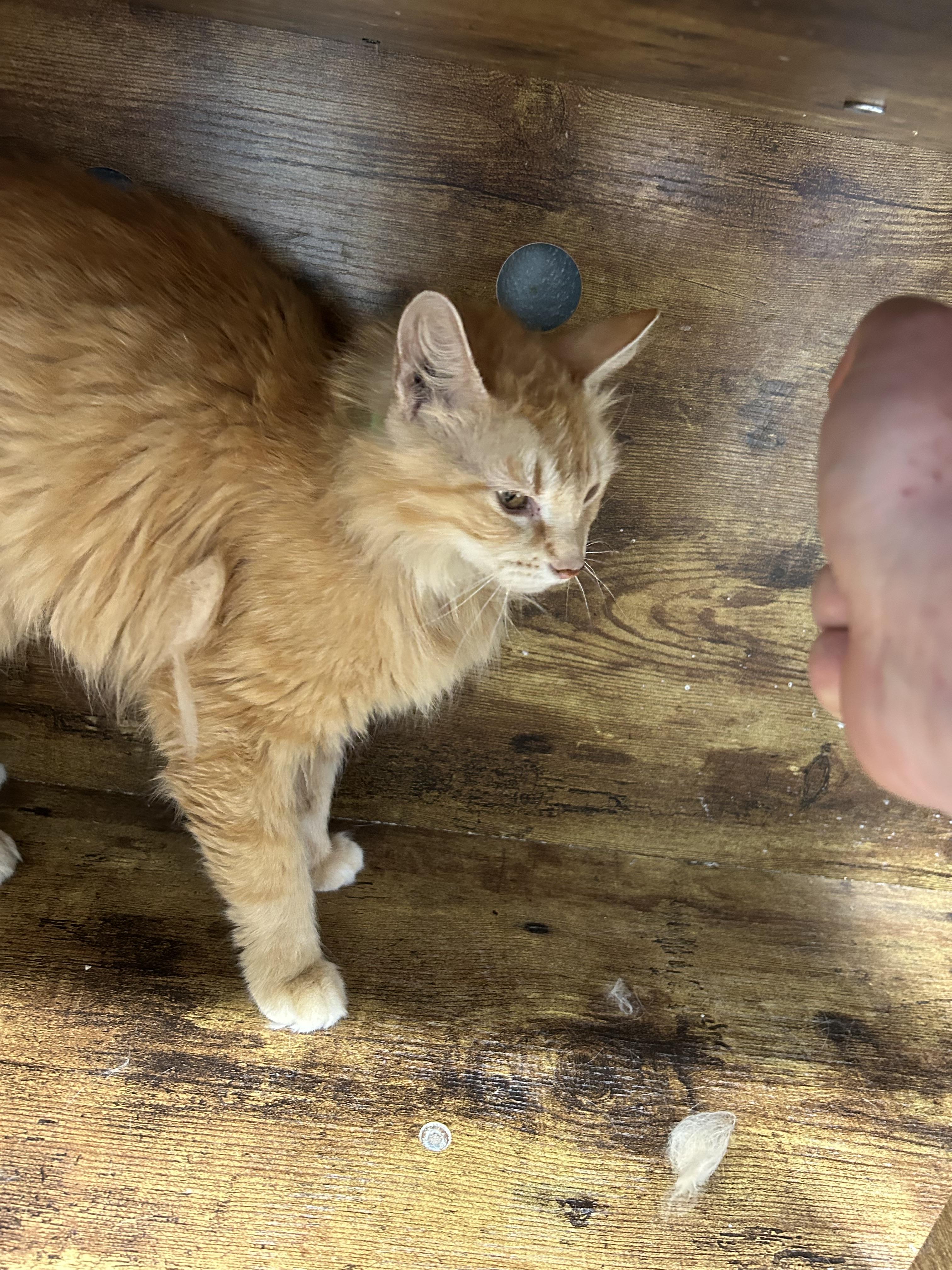 Sarabi, a ADOPTABLE Domestic Long Hair in Bryan, OH image 3/4