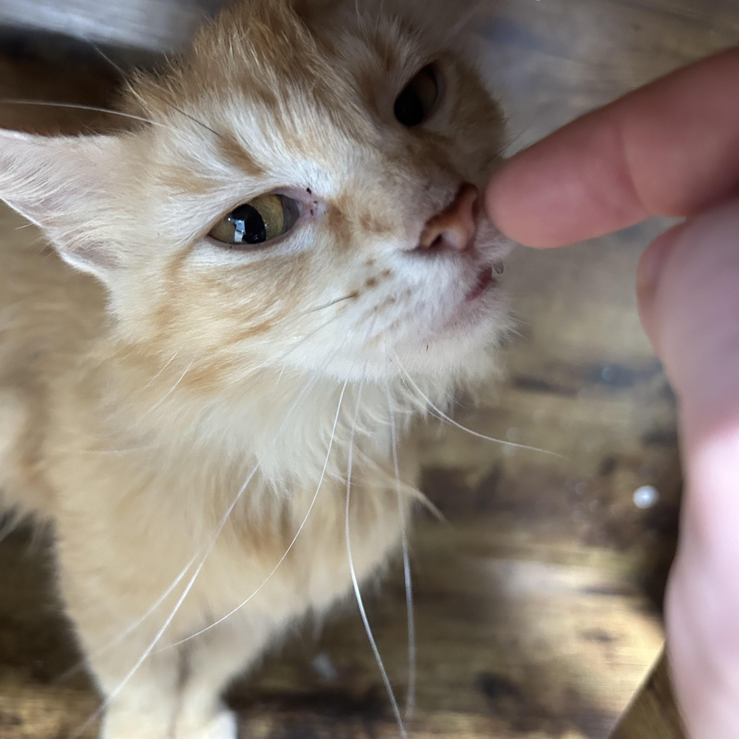 Sarabi, ADOPTABLE, Adult Female Domestic Long Hair.