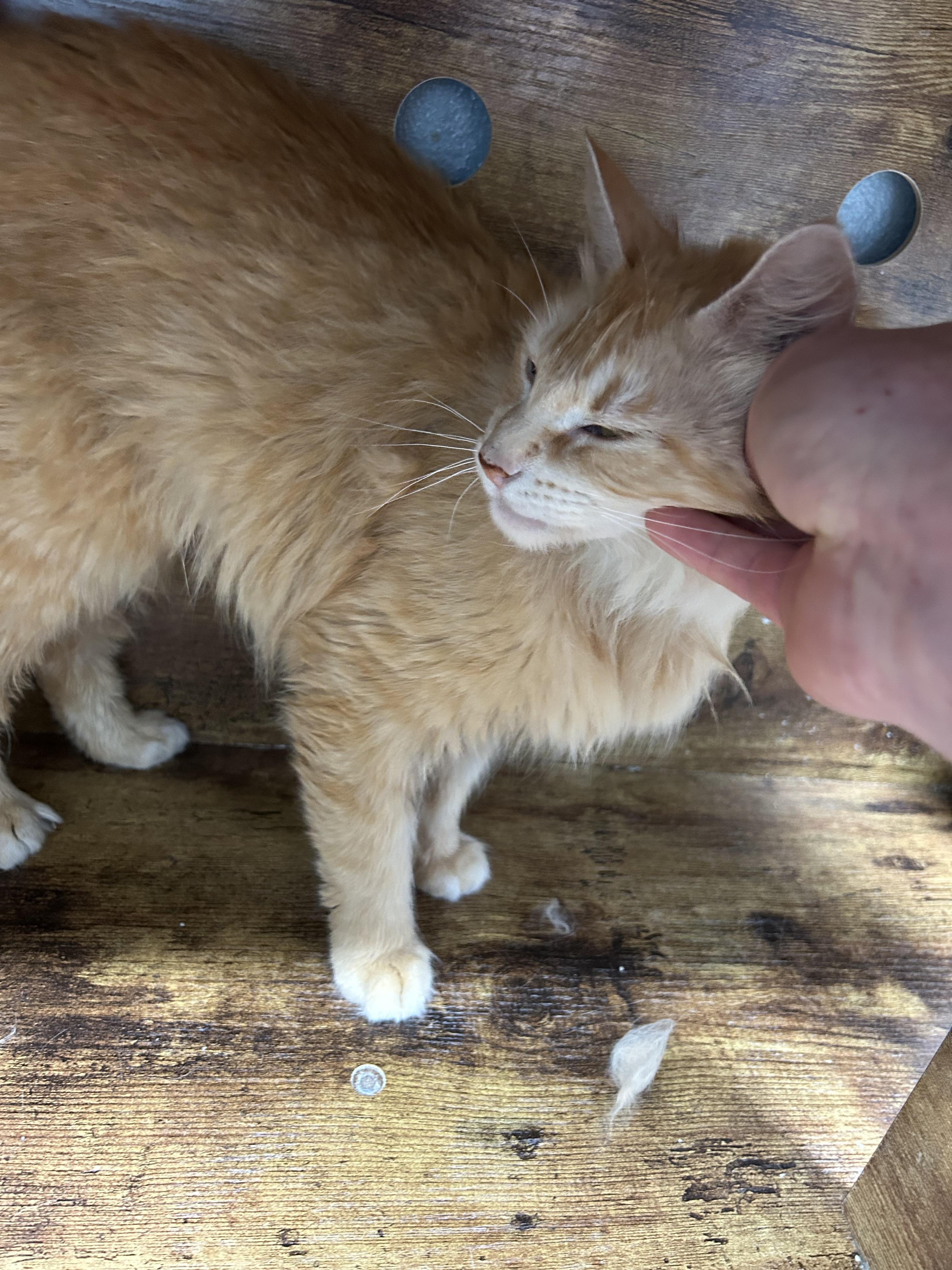 Sarabi, a ADOPTABLE Domestic Long Hair in Bryan, OH image 2/4