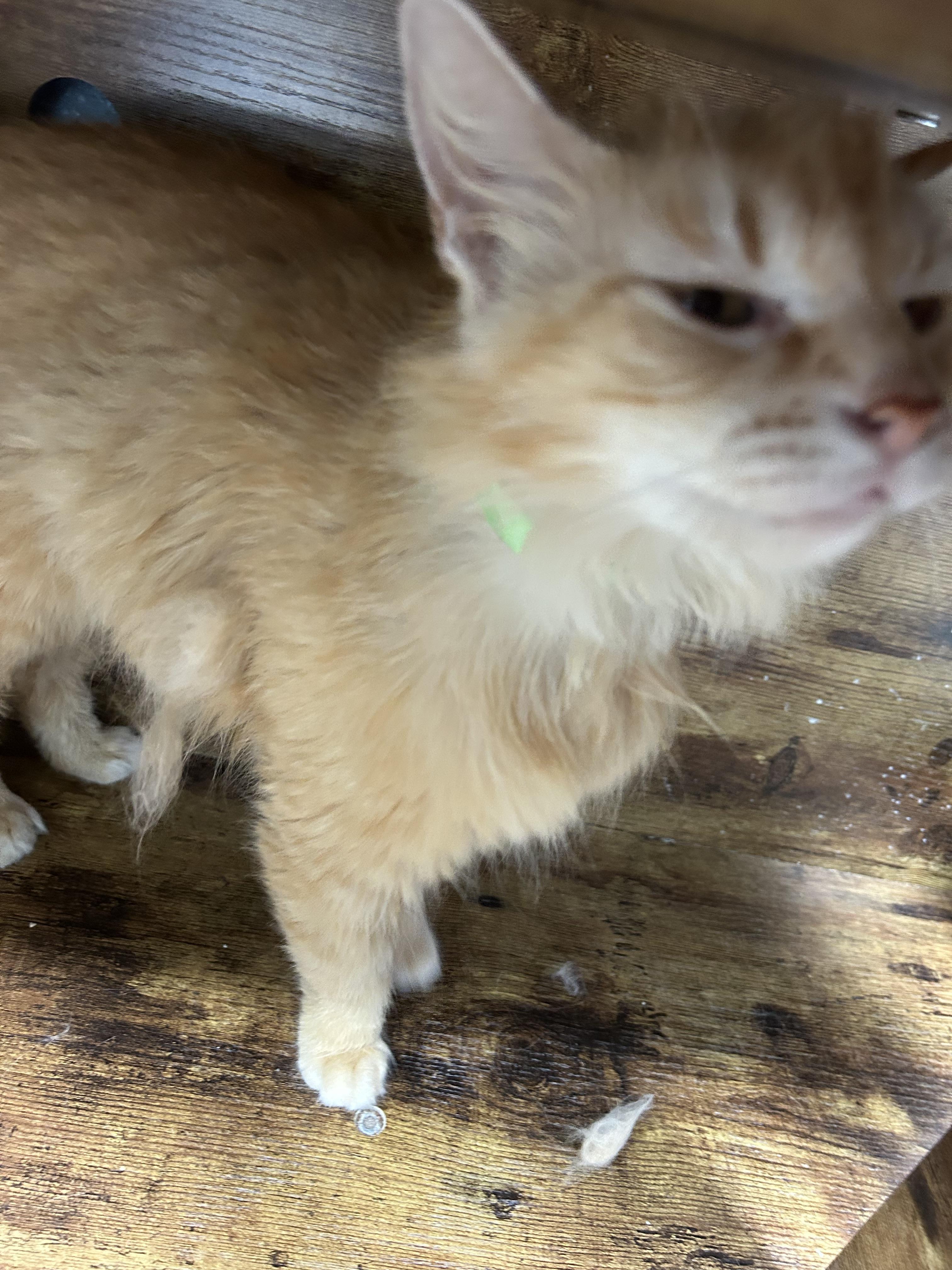 Sarabi, a ADOPTABLE Domestic Long Hair in Bryan, OH image 4/4