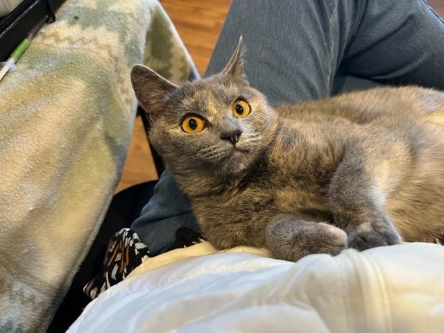 Cricket is so Amazing x 10!!, a Adoptable Dilute Tortoiseshell in Eagle Point, OR image 3/5