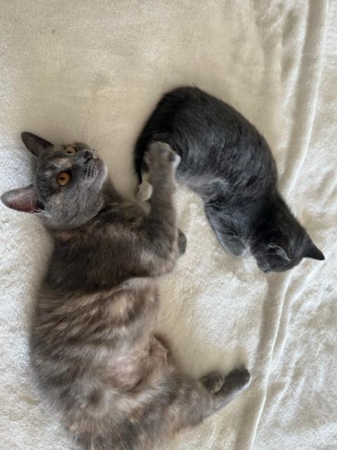 Cricket is so Amazing x 10!!, a Adoptable Dilute Tortoiseshell in Eagle Point, OR image 4/5