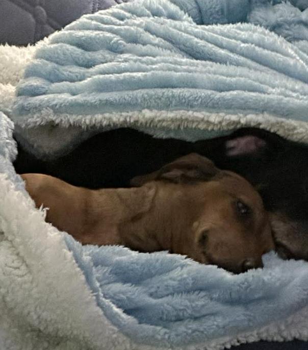 Copper, Adoptable, Adult Male Dachshund.