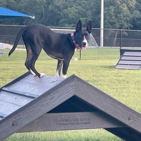 Enlarge Coco, a Adoptable mixed breed in Unionville, CT image 4/5