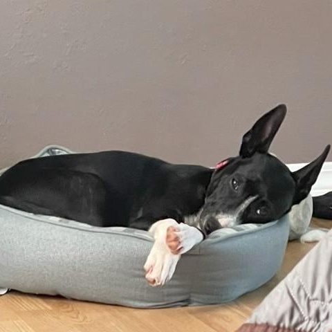 Enlarge Coco, a Adoptable mixed breed in Unionville, CT image 5/5