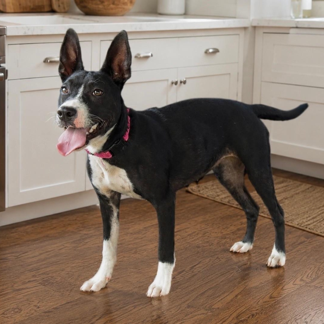 Enlarge Coco, a Adoptable mixed breed in Unionville, CT image 3/5