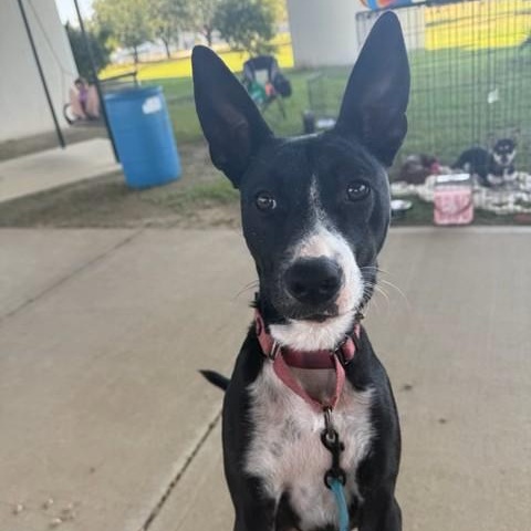 Enlarge Coco, a Adoptable mixed breed in Unionville, CT image 2/5