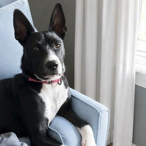 Coco, Adoptable, Young Female Boston Terrier & Australian Kelpie.