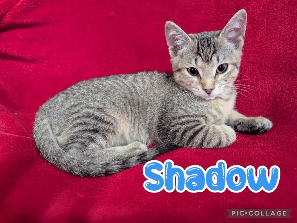 Enlarge Shadow, a Adoptable mixed breed in Fort Oglethorpe, GA image 1/3