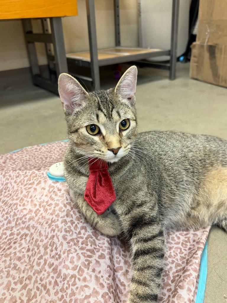 Shadow, Adoptable, Kitten Male Domestic Short Hair.