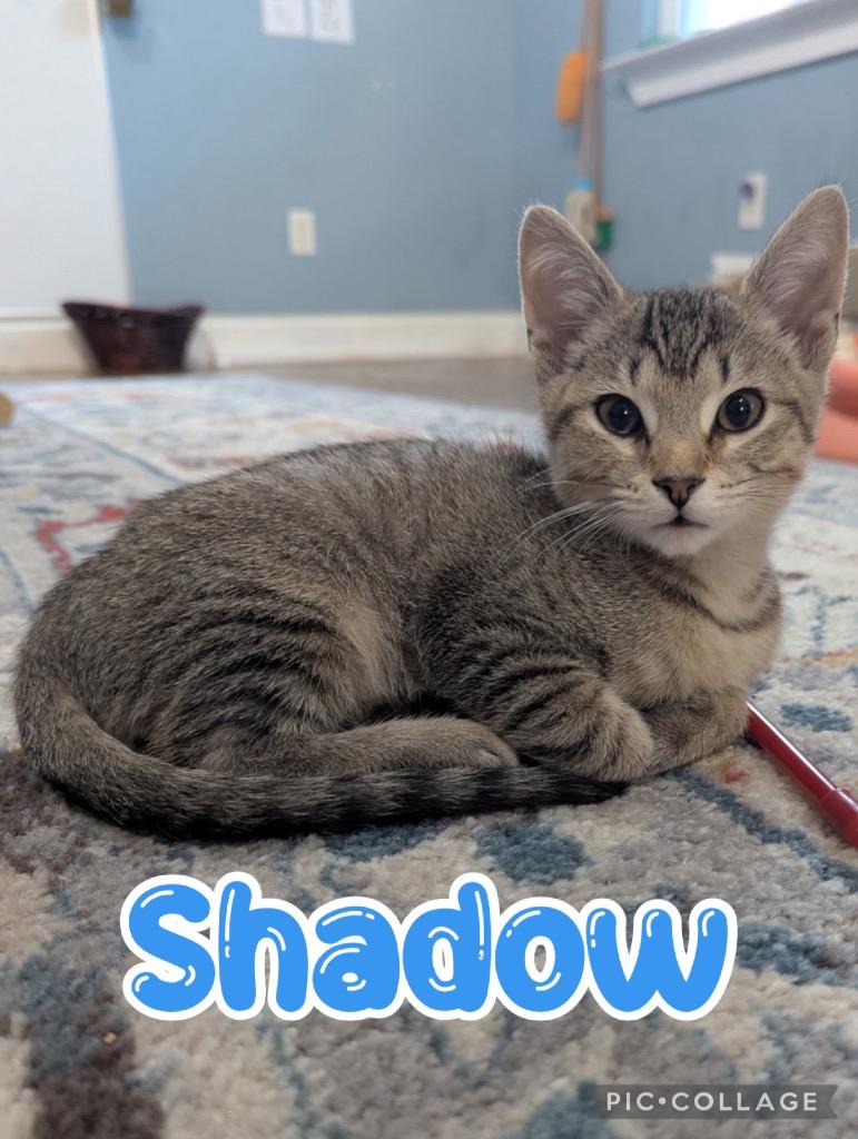 Enlarge Shadow, a Adoptable mixed breed in Fort Oglethorpe, GA image 2/3