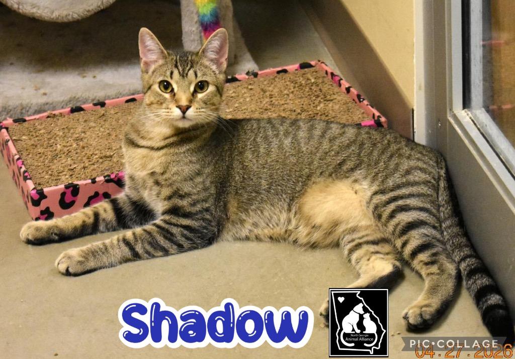 Shadow, a Adoptable mixed breed in Fort Oglethorpe, GA image 2/6