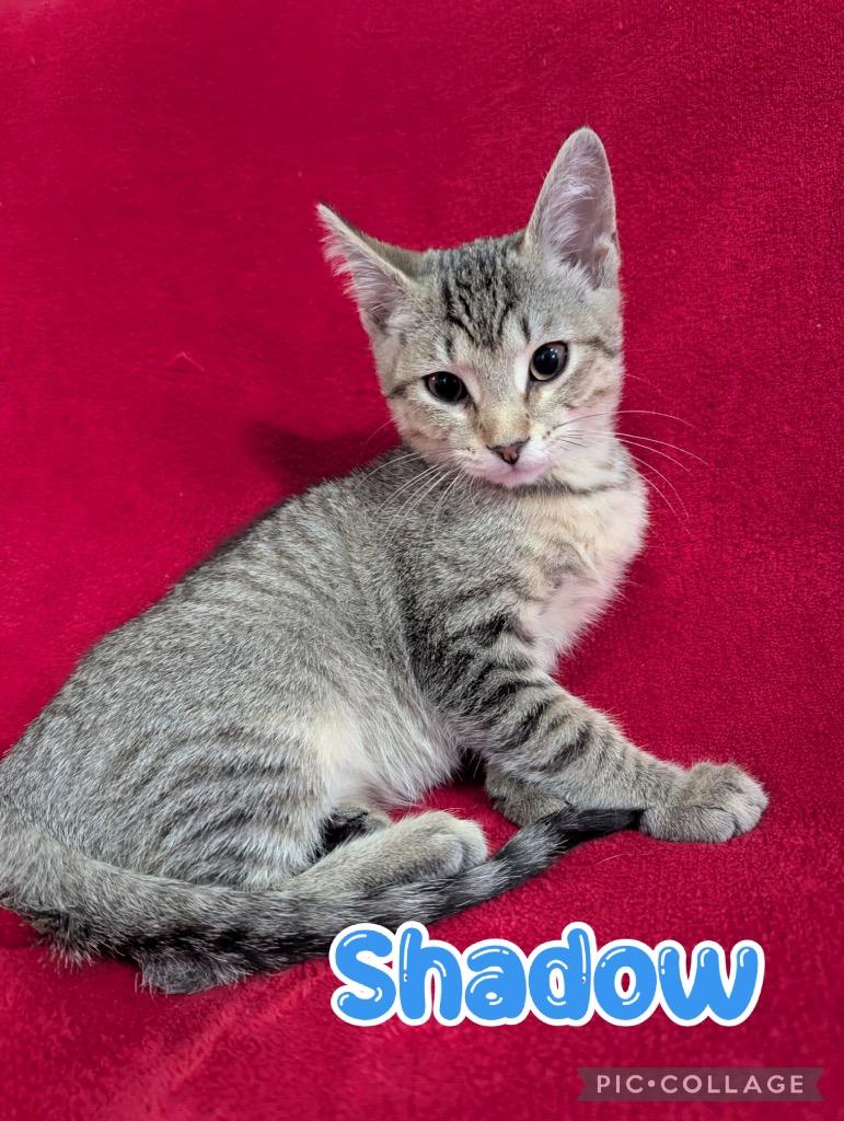 Enlarge Shadow, a Adoptable mixed breed in Fort Oglethorpe, GA image 3/3