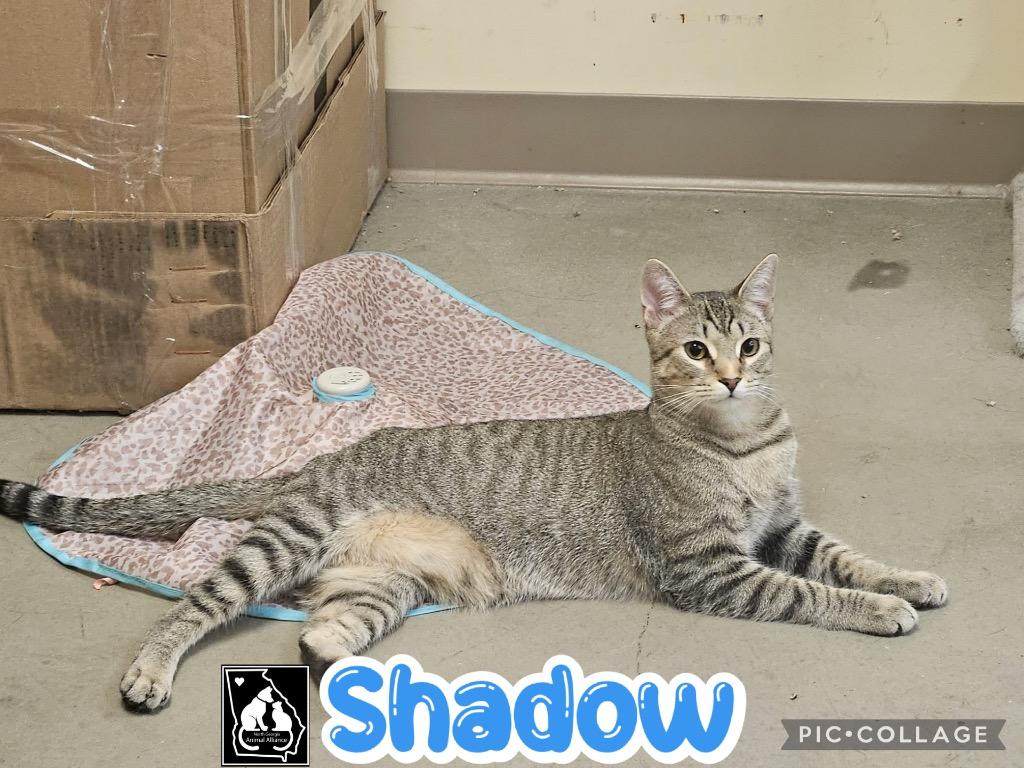 Shadow, a Adoptable mixed breed in Fort Oglethorpe, GA image 6/6