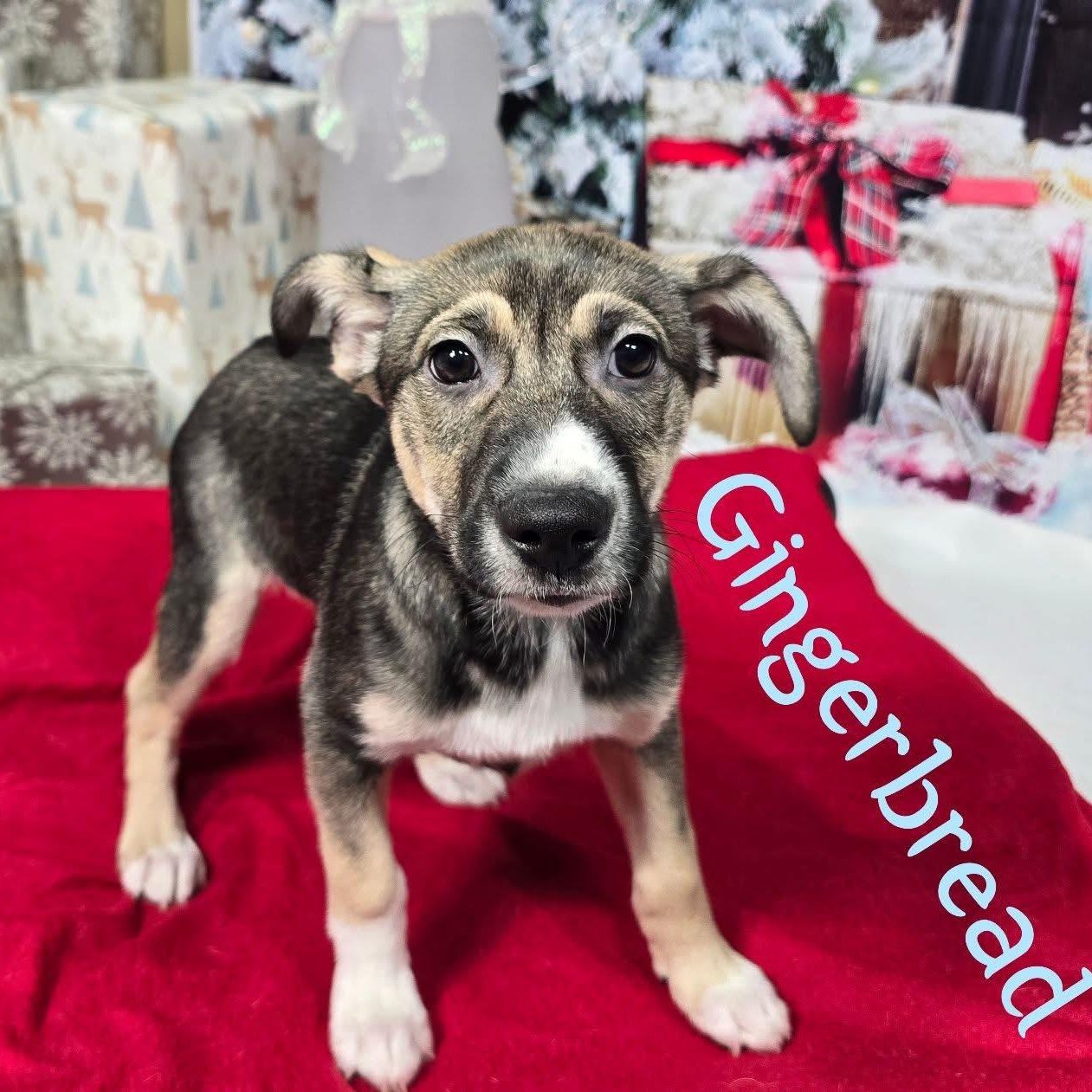 Gingerbread , ADOPTABLE, Puppy Male Mixed Breed.