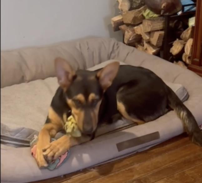 Enlarge Blaize - Sweet and Joyful Puppy, a Adoptable mixed breed in Collierville, TN image 5/6