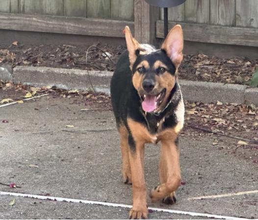 Enlarge Blaize - Sweet and Joyful Puppy, a Adoptable mixed breed in Collierville, TN image 2/6