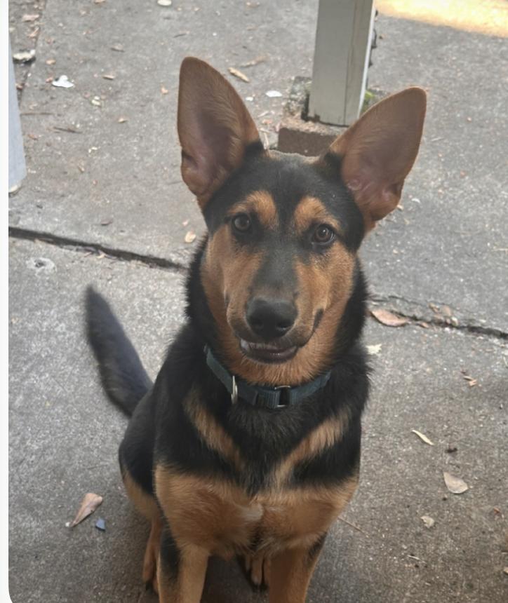 Enlarge Blaize - Sweet and Joyful Puppy, a Adoptable mixed breed in Collierville, TN image 4/6