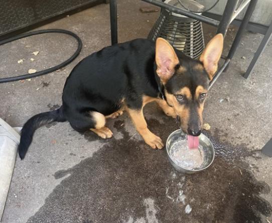 Enlarge Blaize - Sweet and Joyful Puppy, a Adoptable mixed breed in Collierville, TN image 6/6