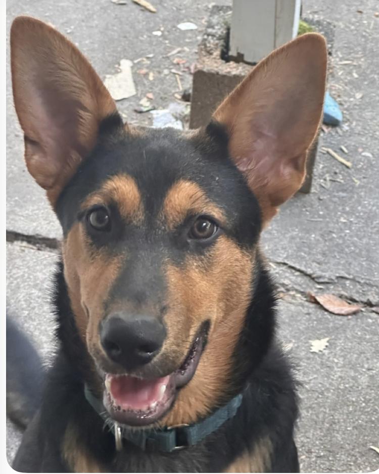 Blaize - Sweet and Joyful Puppy, Adoptable, Young Male German Shepherd Dog & Belgian Shepherd / Malinois.