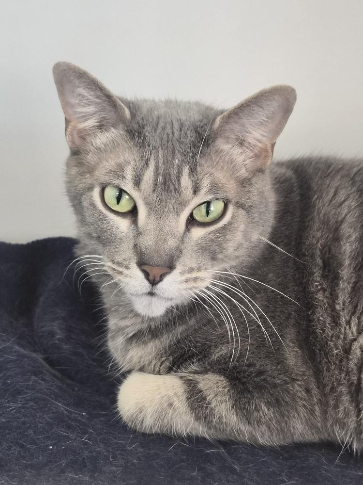 Enlarge Precious, a Adoptable mixed breed in Bolivar, MO image 1/2