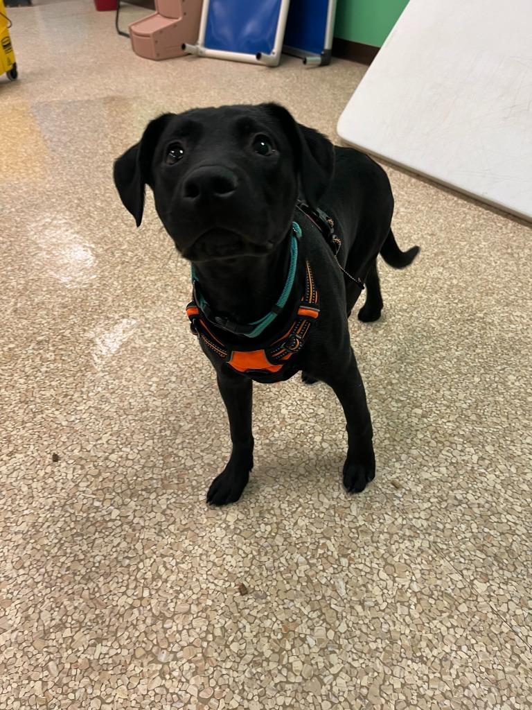 Enlarge Nini, a Adoptable mixed breed in Utica, MI image 1/3