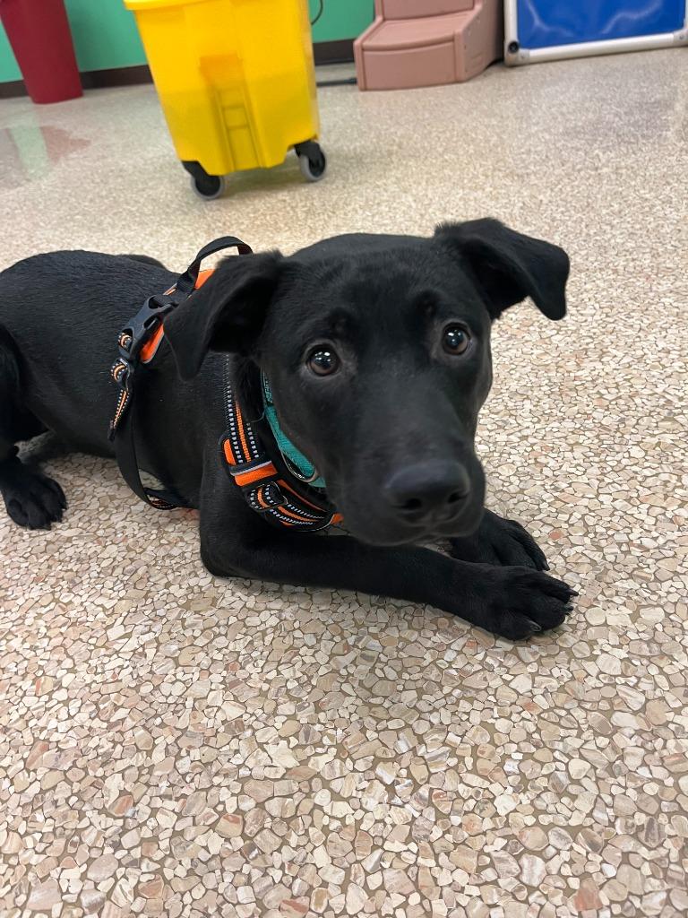 Enlarge Nini, a Adoptable mixed breed in Utica, MI image 2/3