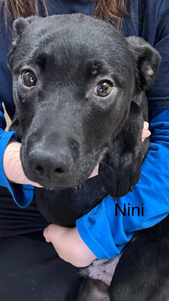 Nini, Adoptable, Young Male Mixed Breed.