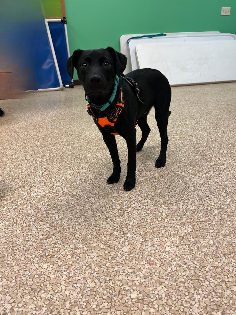 Enlarge Nini, a Adoptable mixed breed in Utica, MI image 3/3