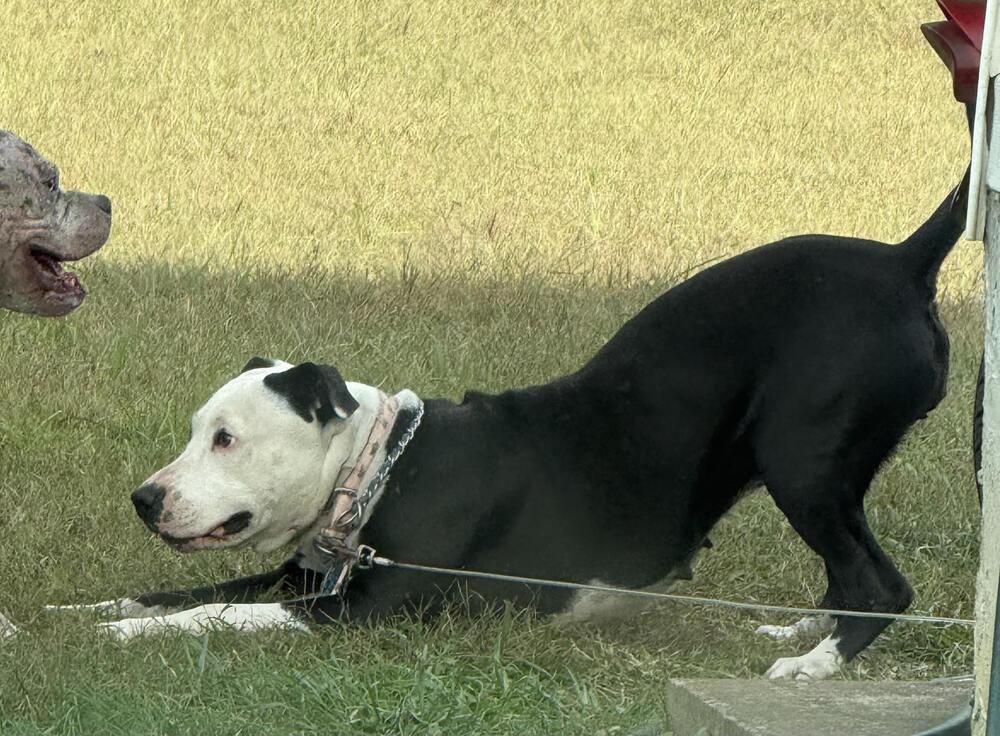 Enlarge Sadie Marie, a Adoptable mixed breed in Chattanooga, TN image 1/4