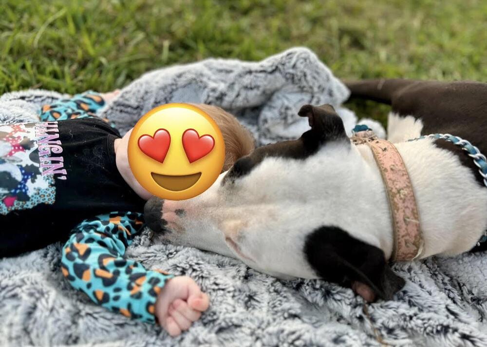 Enlarge Sadie Marie, a Adoptable mixed breed in Chattanooga, TN image 2/4