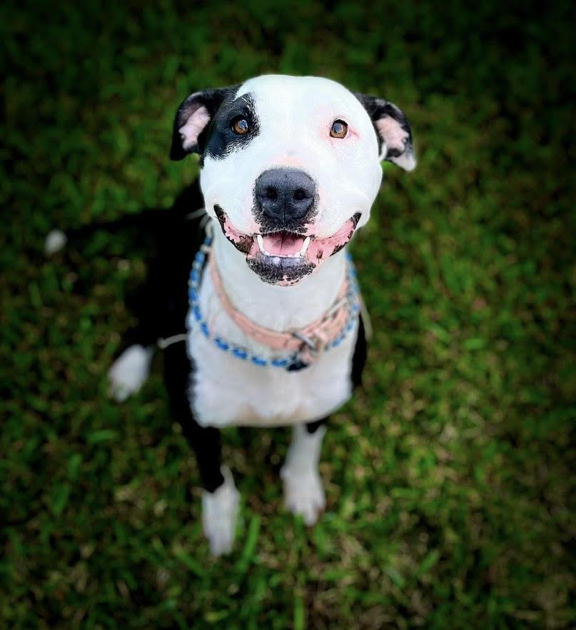 Enlarge Sadie Marie, a Adoptable mixed breed in Chattanooga, TN image 3/4