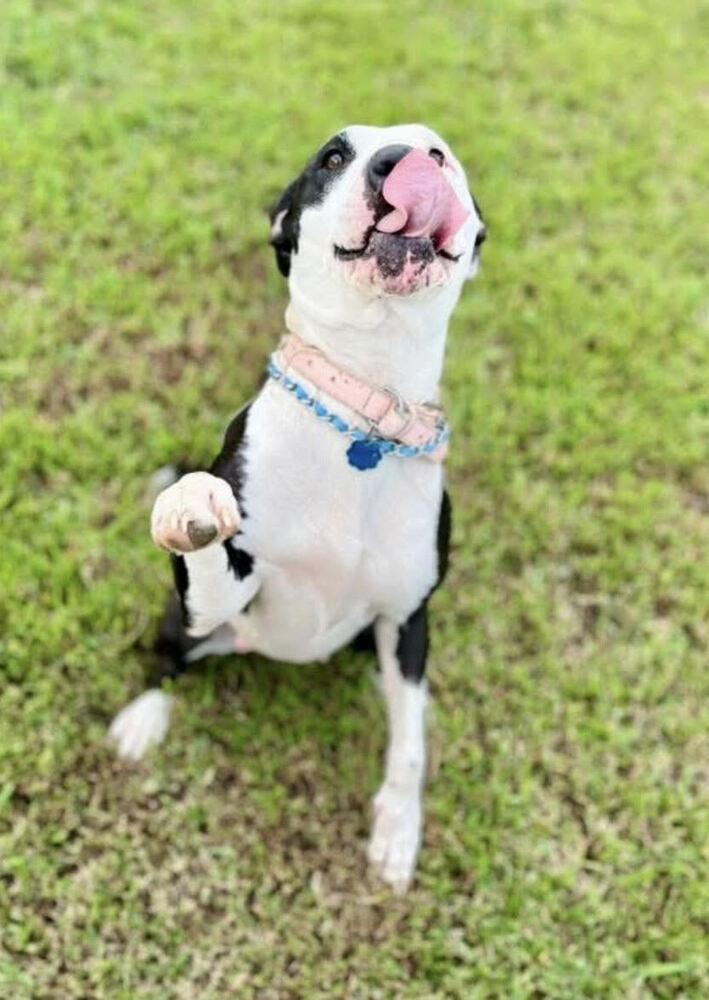 Enlarge Sadie Marie, a Adoptable mixed breed in Chattanooga, TN image 4/4