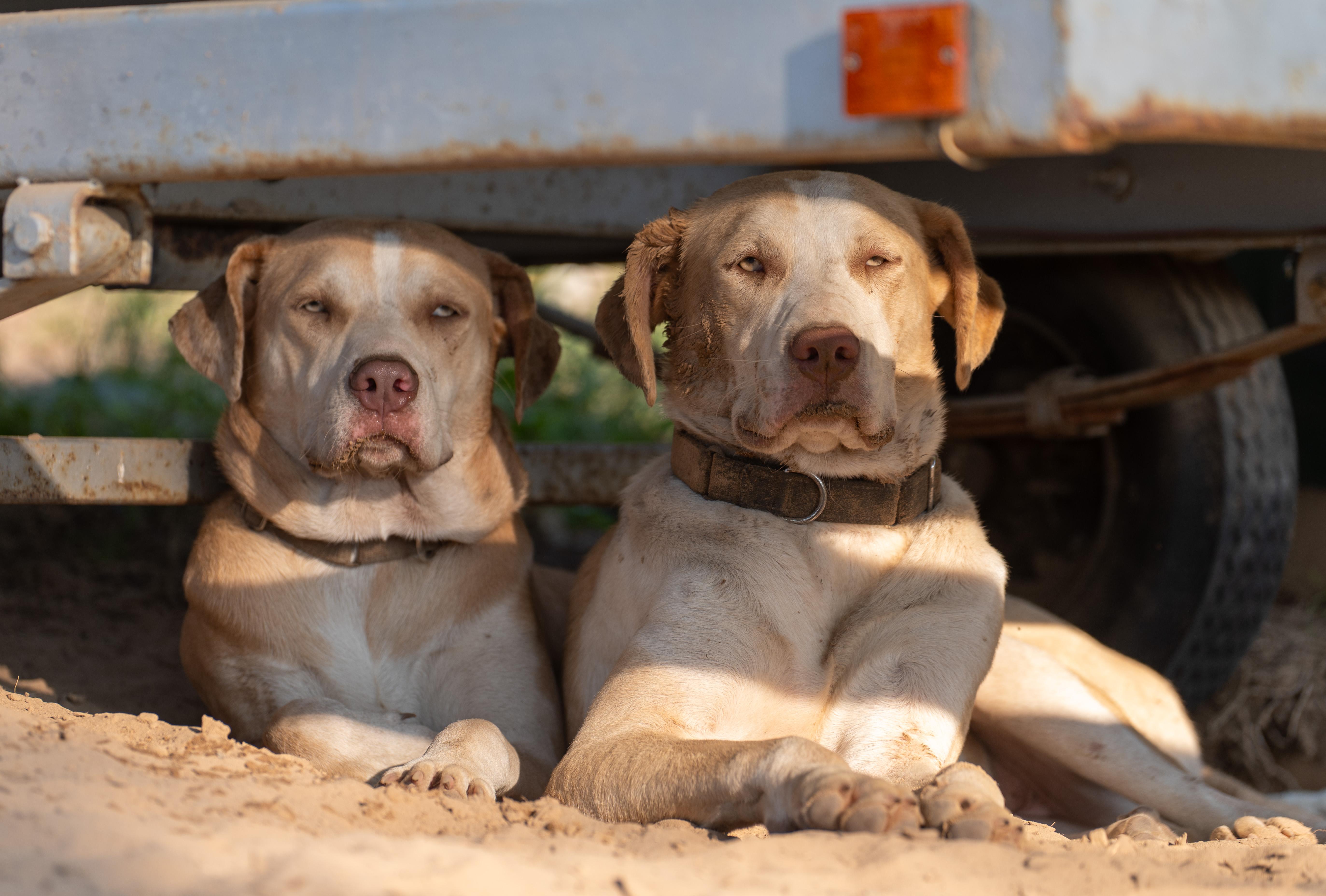 Enlarge Rose, a Adopted mixed breed in Springfield, MO image 2/6