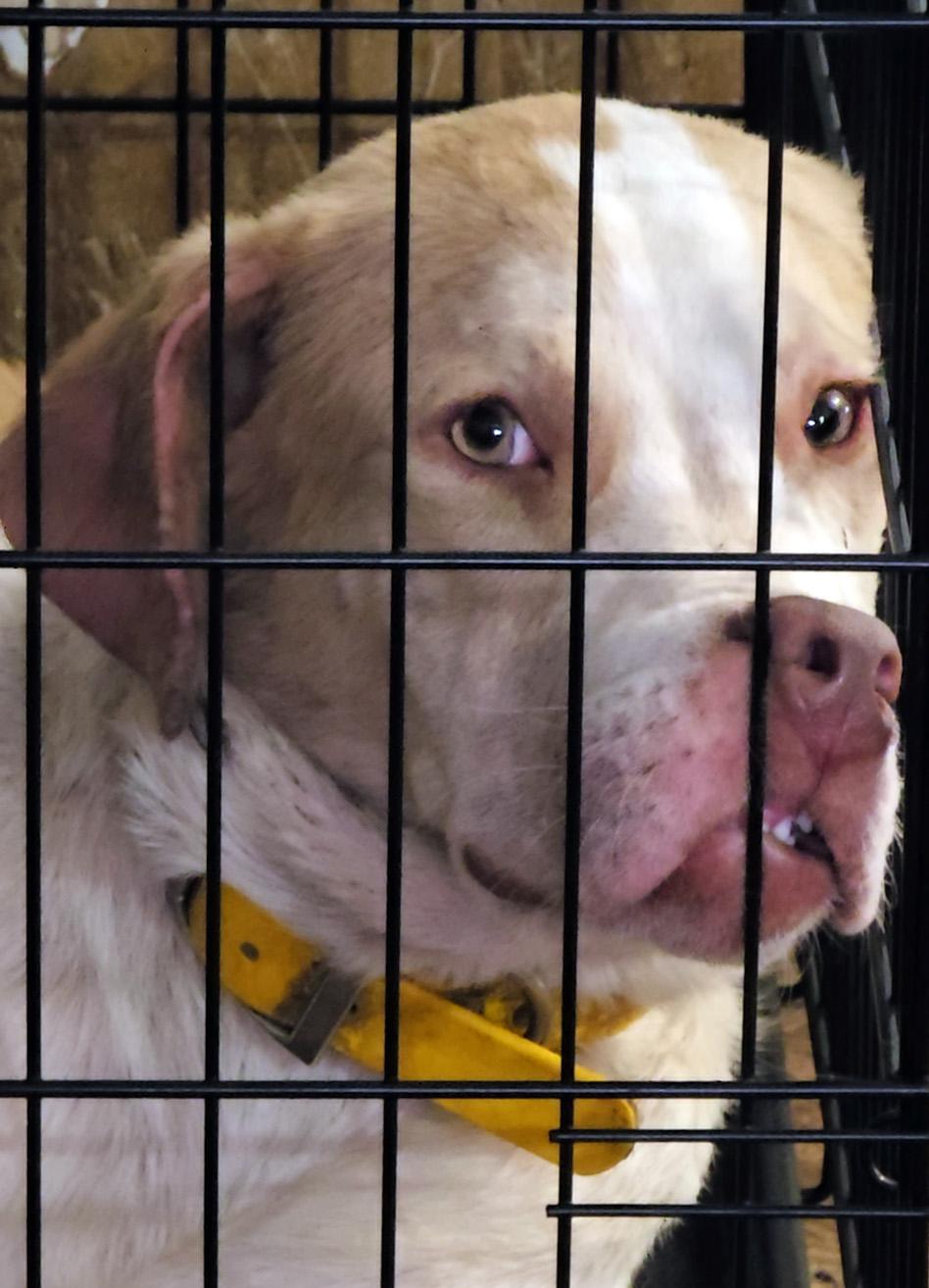 Enlarge Rose, a Adopted mixed breed in Springfield, MO image 3/6