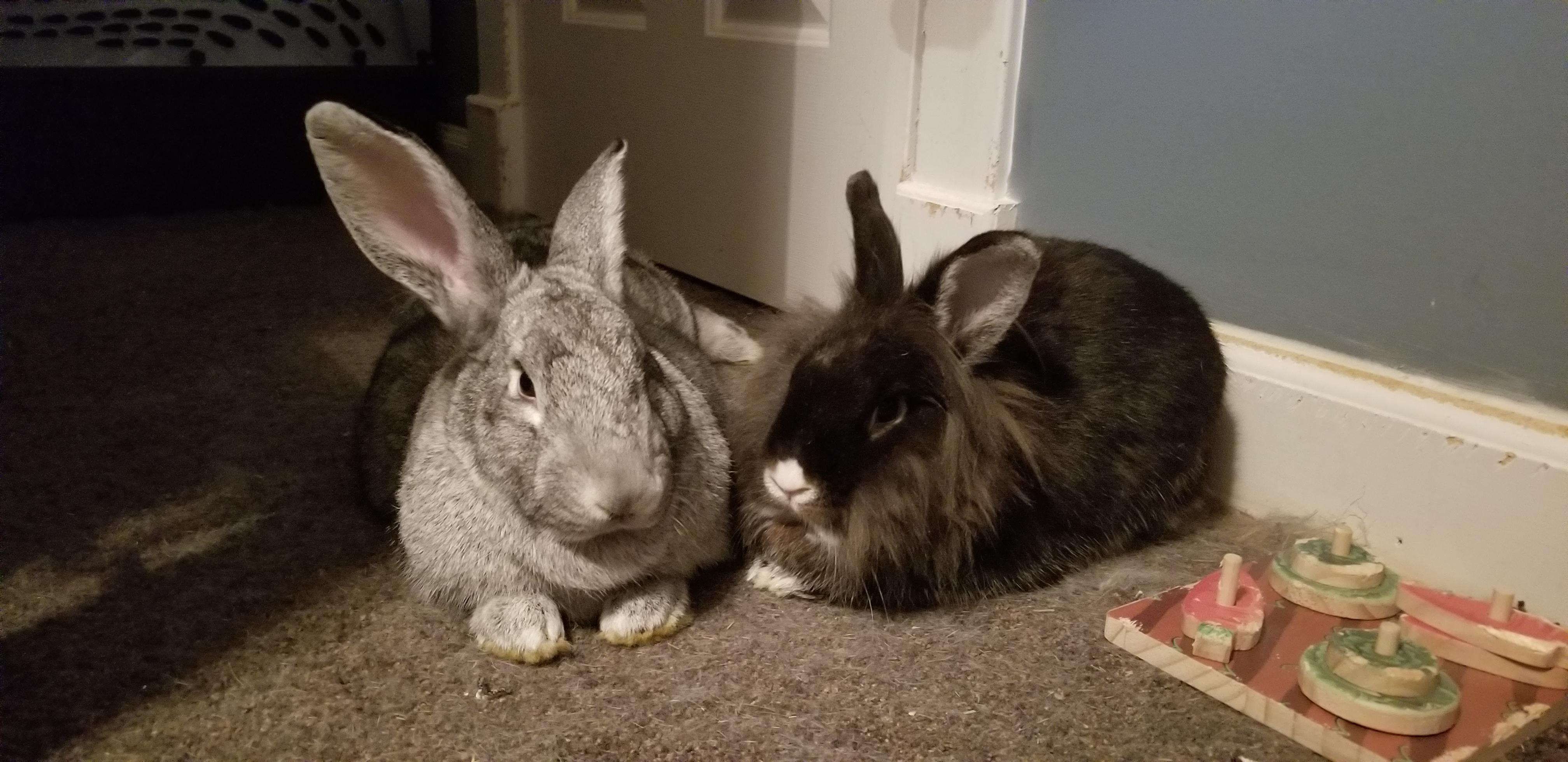 Moose and Freddie*, an adopted mixed breed in Gloucester, VA image 1/4