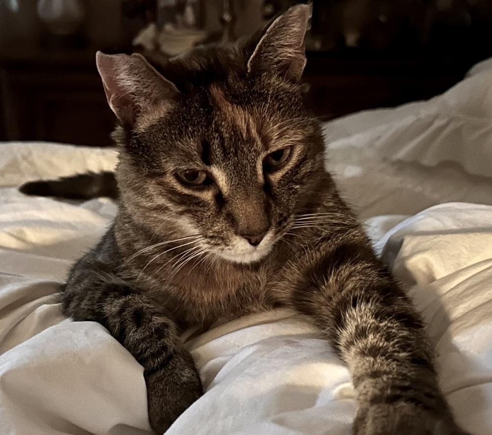 Enlarge Lala, a Adoptable Domestic Short Hair in Morris Plains, NJ image 2/6