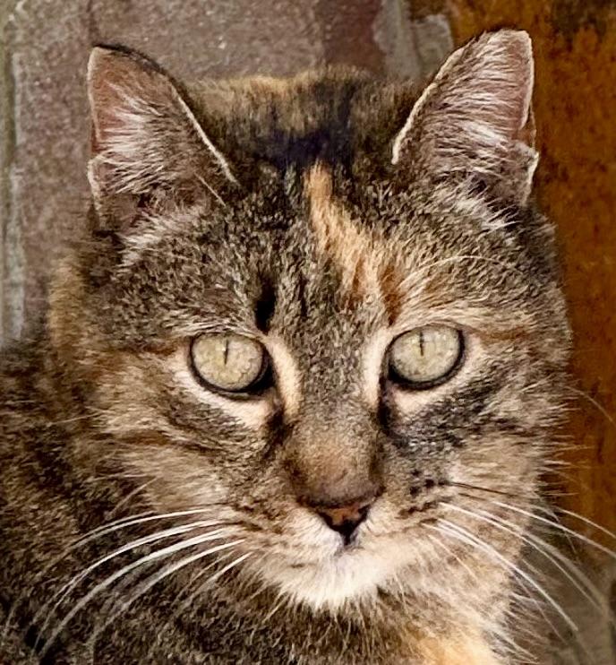Lala, Adoptable, Adult Female Domestic Short Hair.