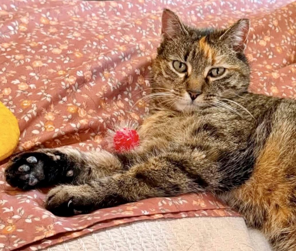 Enlarge Lala, a Adoptable Domestic Short Hair in Morris Plains, NJ image 5/6