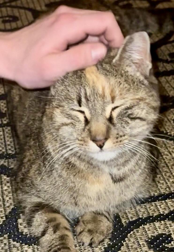 Enlarge Lala, a Adoptable Domestic Short Hair in Morris Plains, NJ image 3/6