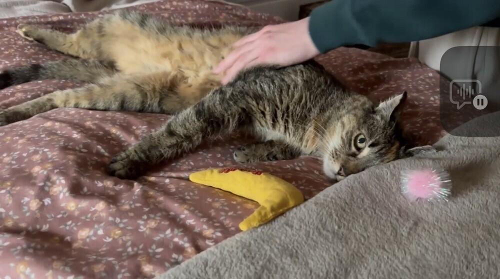 Enlarge Lala, a Adoptable Domestic Short Hair in Morris Plains, NJ image 6/6