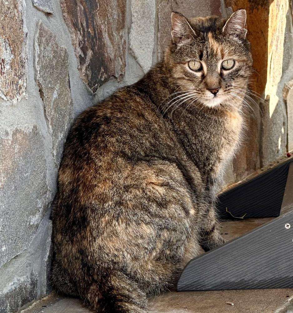 Enlarge Lala, a Adoptable Domestic Short Hair in Morris Plains, NJ image 4/6