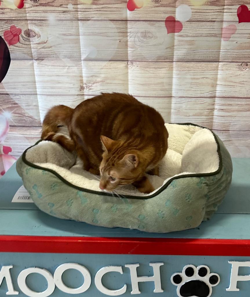 Enlarge Pippa - Sponsored by the Keay Family, a Adoptable mixed breed in Newberg, OR image 2/3