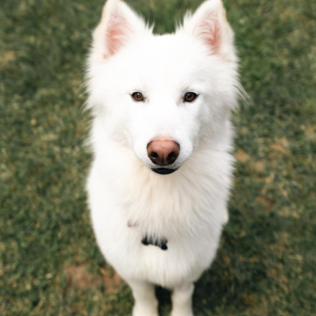 Enlarge Rabbit, a Adoptable mixed breed in Los Angeles, CA image 1/2