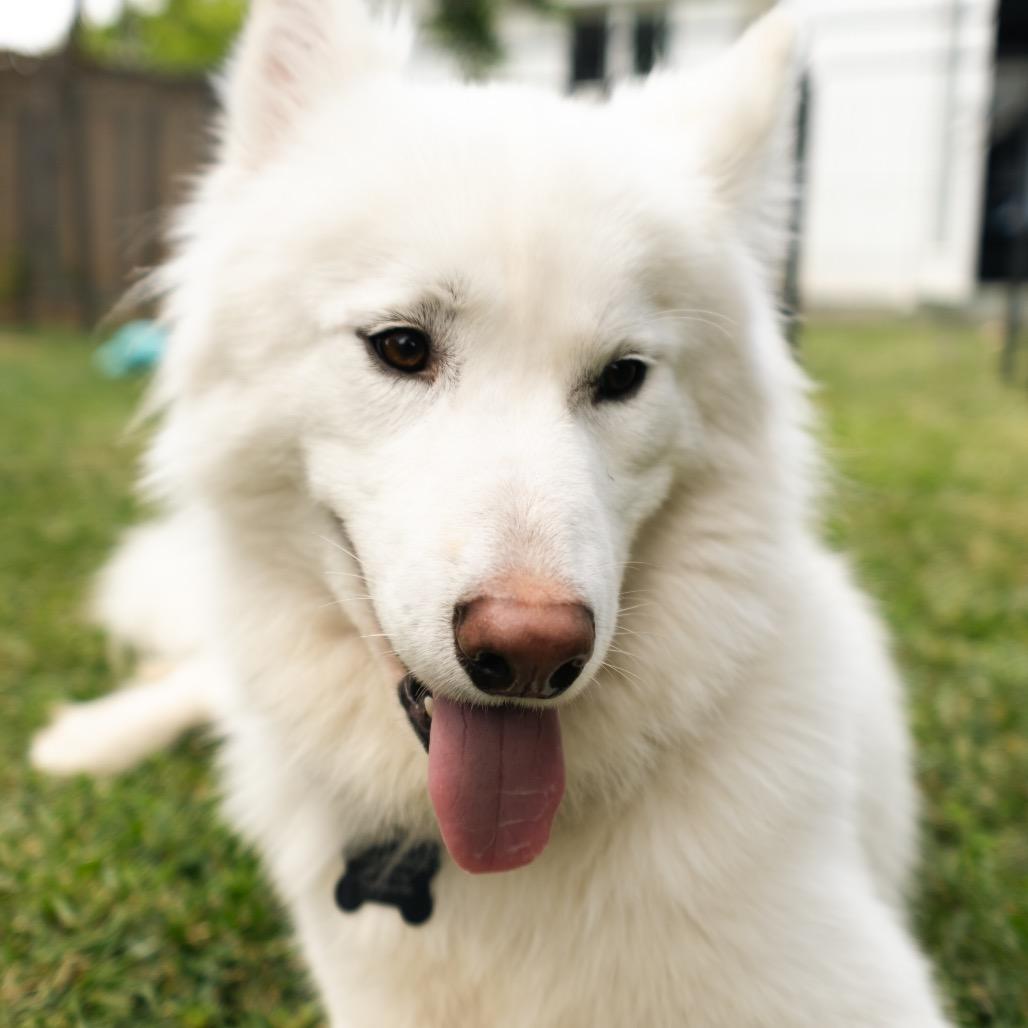 Enlarge Rabbit, a Adoptable mixed breed in Los Angeles, CA image 2/2