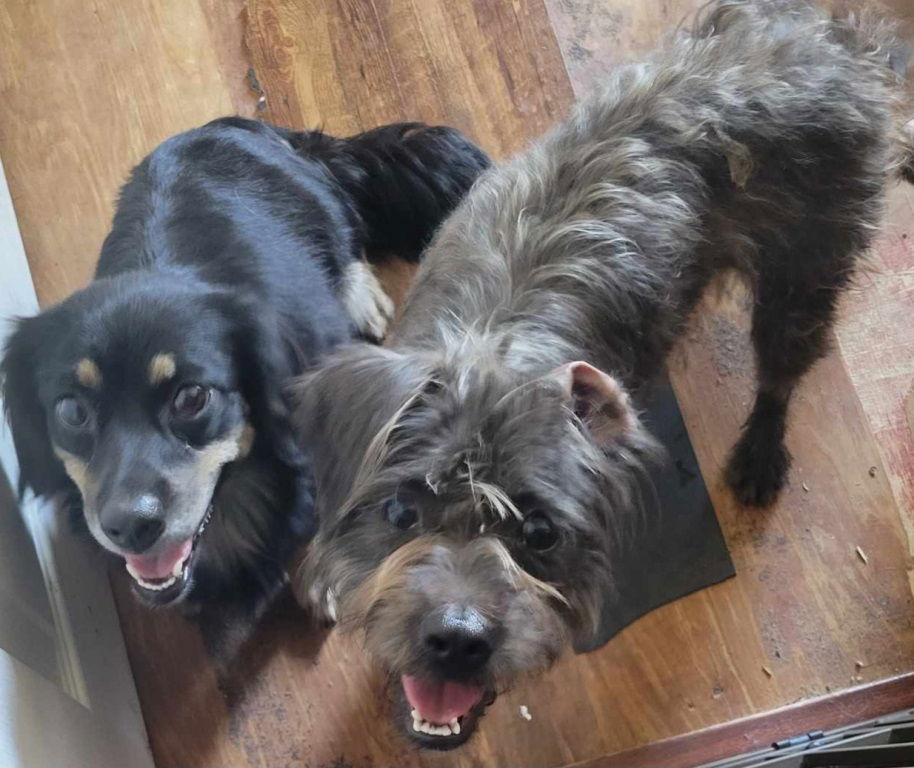 Pansy, Adoptable, Adult Female Spaniel & Chihuahua.