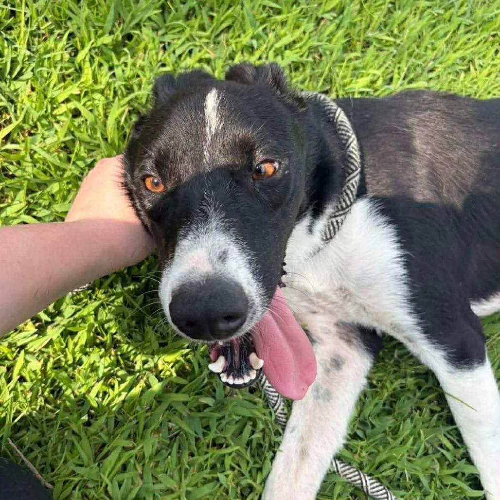 Denver P45114, Adoptable, Adult Male Border Collie.