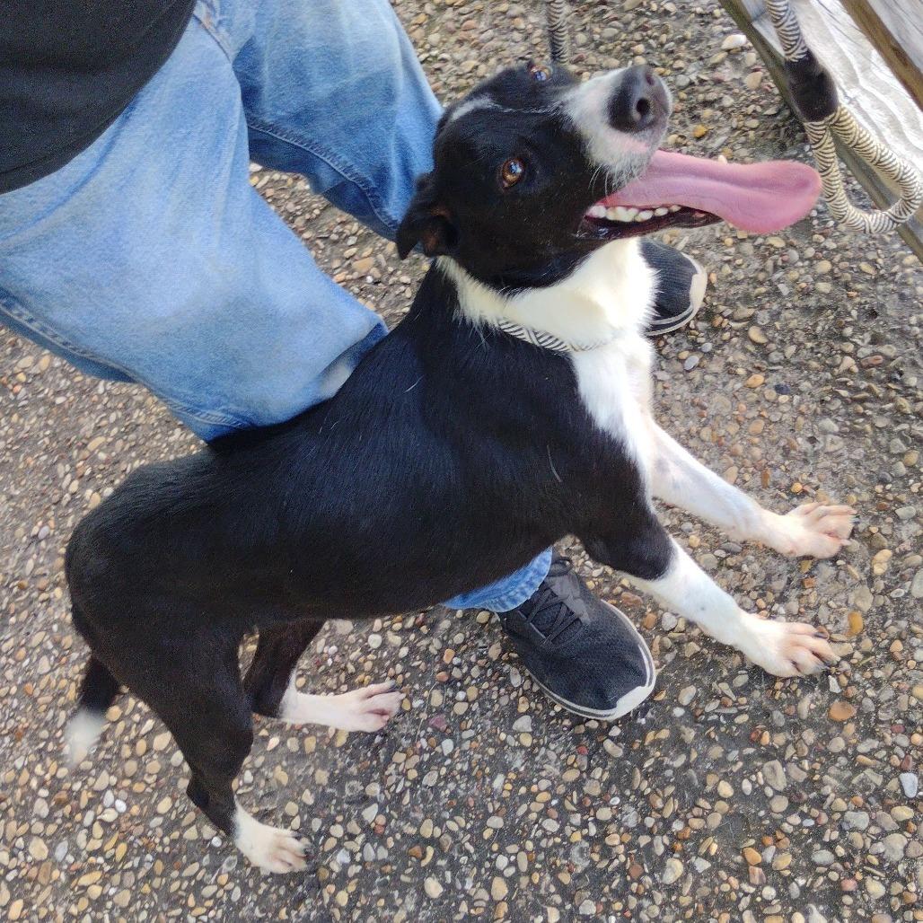 Denver P45114, a Adoptable mixed breed in Corsicana, TX image 2/4